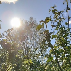 Andrey Averkov, Кемь