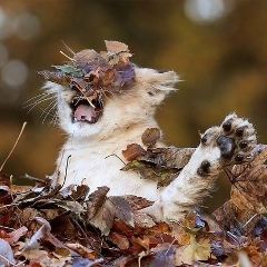 Ольга Липцева, 11.04, Гагарин