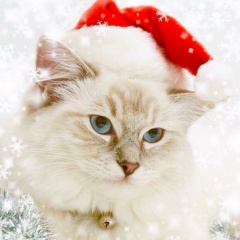 Марина Волосникова