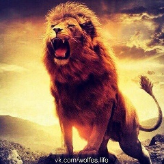 Мухаммад Алиев, 16.11, Казань