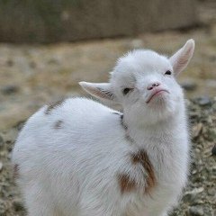 Антон Козлов, 05.04.1990, Казань