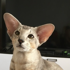 Артем Кислицын, 03.03.1986, Омск