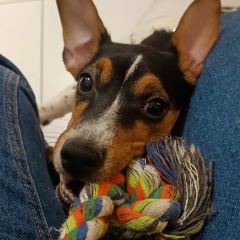 Перекати Поле, 25.07.1901, Самара