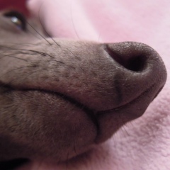 Светлана Баклыкова, 18.03, Сургут