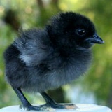 Yutaka Tanigawa, 05.11, Ichihara