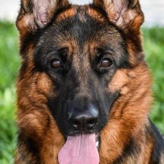 Ol Las, Москва