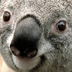 Любовь Ахметова, Красноярск