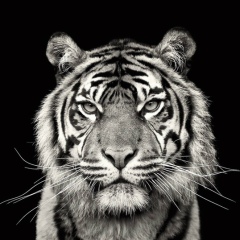 Kudret Saparbaev, 22.02, Алматы