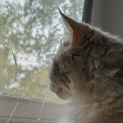 Yosya Kirpichova, Москва