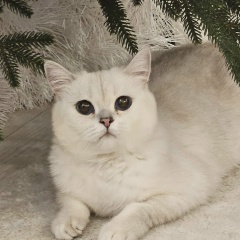 Олеся Мызгина, 19.04, Губкинский