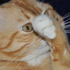 Роман Зайкин, 26.01.1976, Москва