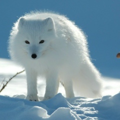 Ёрик Хитрый, 03.03.1986, Гомель