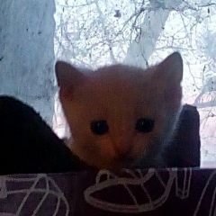 Думен Куулар, 05.09, Санкт-Петербург