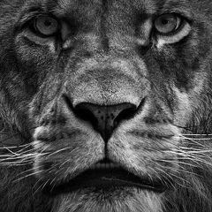 Андрей Келехсаев, 20.09.1984, Santiago de Cuba