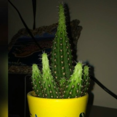 Амангельды Кожабаев, 02.06.1986, Астана