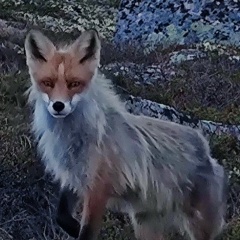 Олег Газин, 09.05.1945, Москва