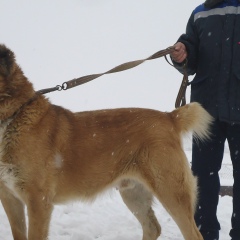 Lyova Ericyan, 15.09.1955