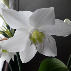 Светлана Ленинг, 24.11, Коммунистический