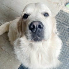 Stanislav Lazarev, 10.11