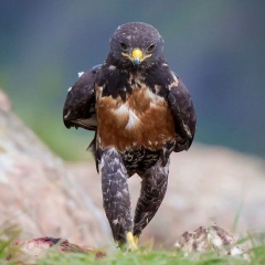 Мухтар Маханов, 05.01, Астана