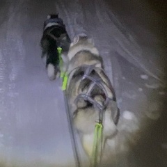 Husky Husky, 03.06.2000, Якутск