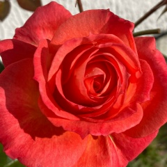 Мария Бадзагуа, Санкт-Петербург