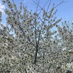 Земфира И, 17.03, Калуга