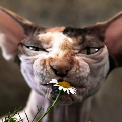 Kseniya Kseniya, 23.08.1985, Днепр (Днепропетровск)