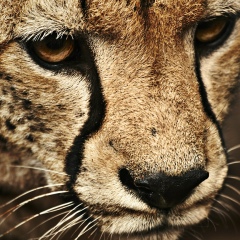 Вероника Васильева, Санкт-Петербург