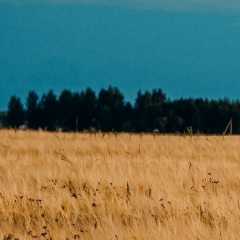 Наташа Волощук