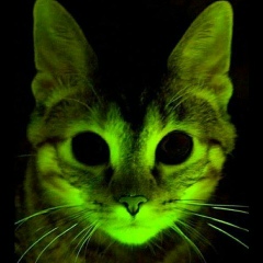 Макс Дзівак, Ровно