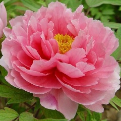 Ирина Клименко, 01.06