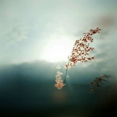 Song Bird, 01.02.2004