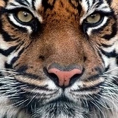 Алексей Кравченко