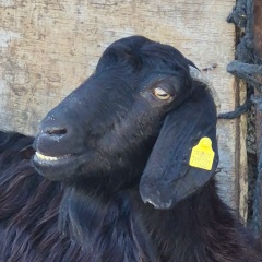 Slava Matrizaev, 11.10.1987