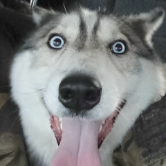 Роман Забелин, 10.07, Сыктывкар