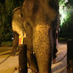 Ренат Бузиков, 07.06.1984, Санкт-Петербург