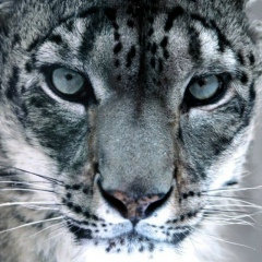 Мария Тодошева, 08.05, Горно-Алтайск