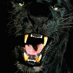 Умар Махачев, 09.09, Rennes