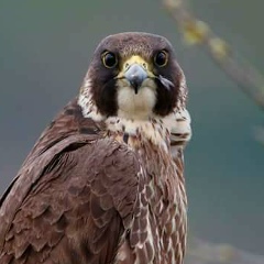 Али Аода, 23.01.1987, Homs