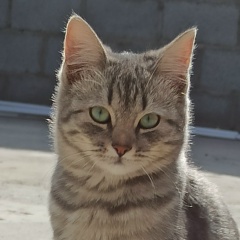 Бактияр Аскербек-Уулу, Мин-Куш