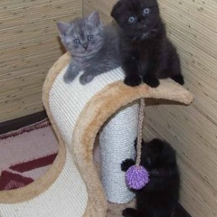 Светлана Денисова, 29.03, Жуковский