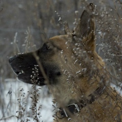 Ирина Бочкарева (Сивкова), 02.04, Новосибирск