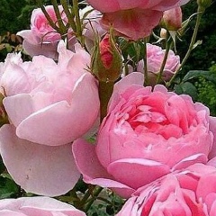 Айгуль Турдалиева, 28.01.1981, Тараз