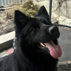 Михаил Чимбарев, Нальчик