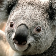 Дима Уметов, 11.09.1979