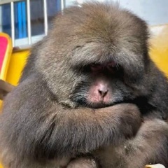 Ioan Dicusar, 01.11, Калараш