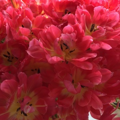 Юлиана Байтлер, 25.12