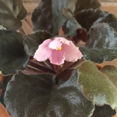 Надя Смит, 19.10