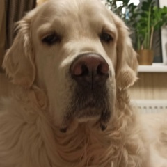 Александр Пшеничников, 27.09.1989, Кубинка